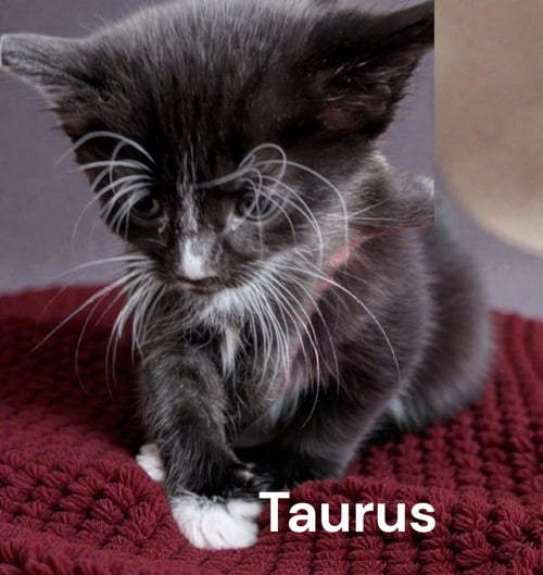 TAURUS - Tuxedo available for adoption