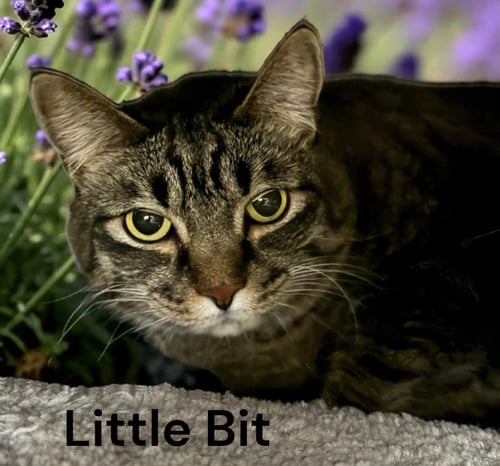 LITTLE BIT - Tabby available for adoption