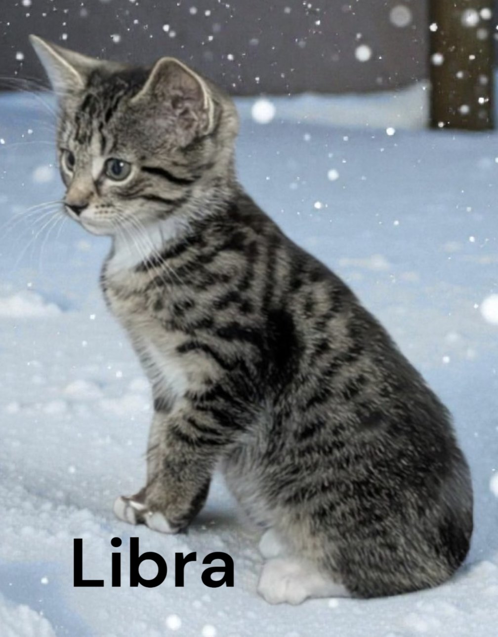 LIBRA - Tabby available for adoption