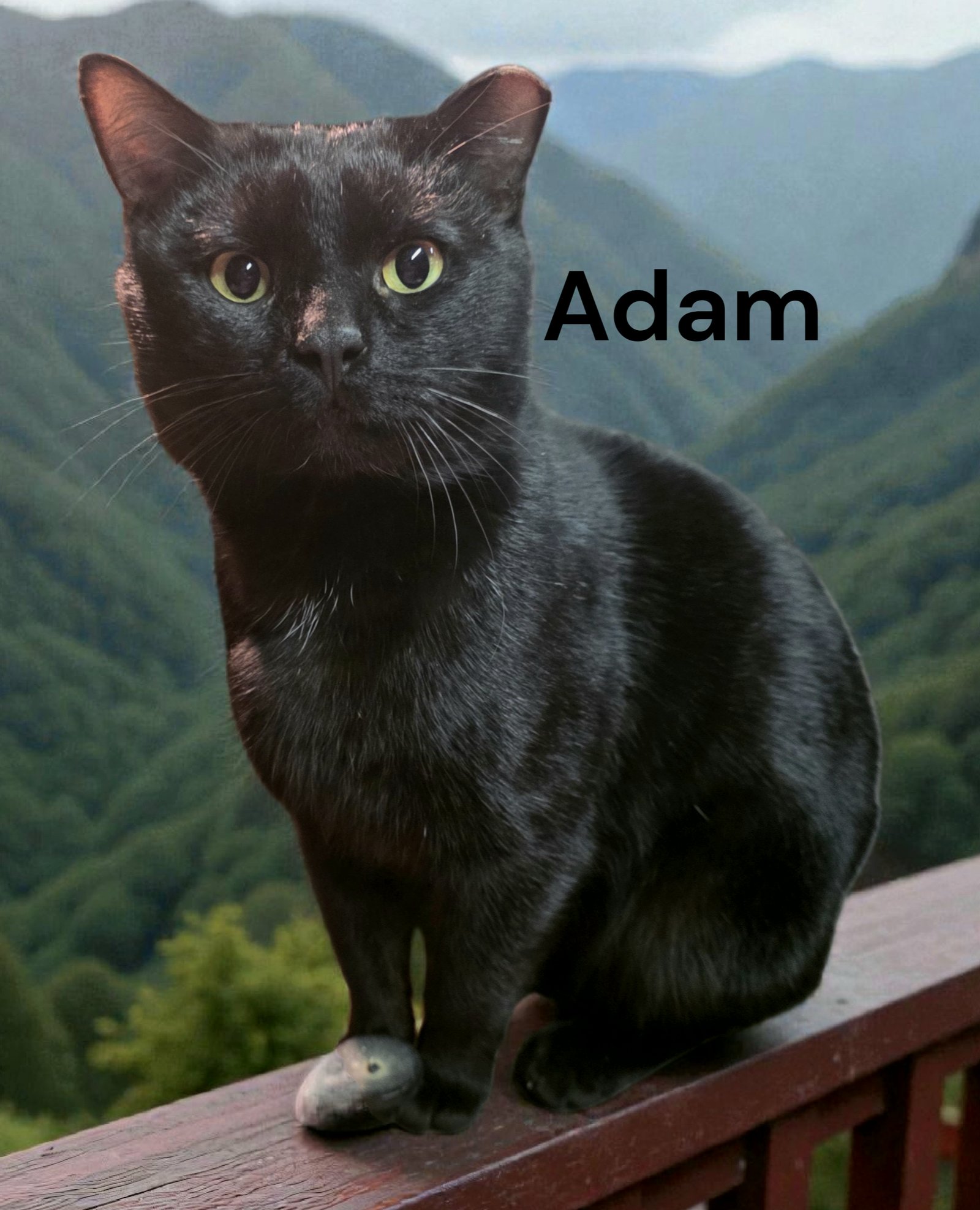 ADAM