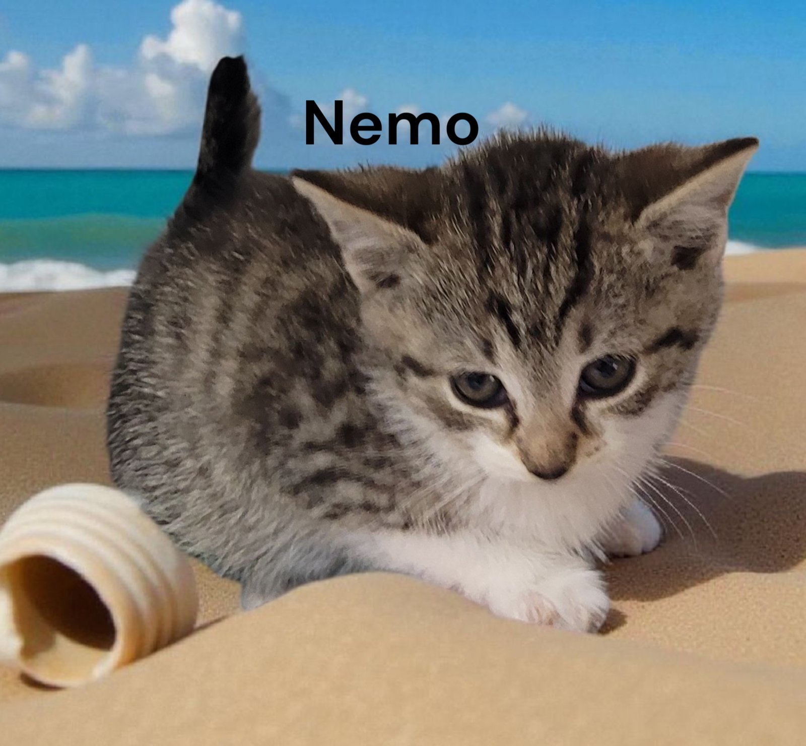 NEMO - Tabby available for adoption