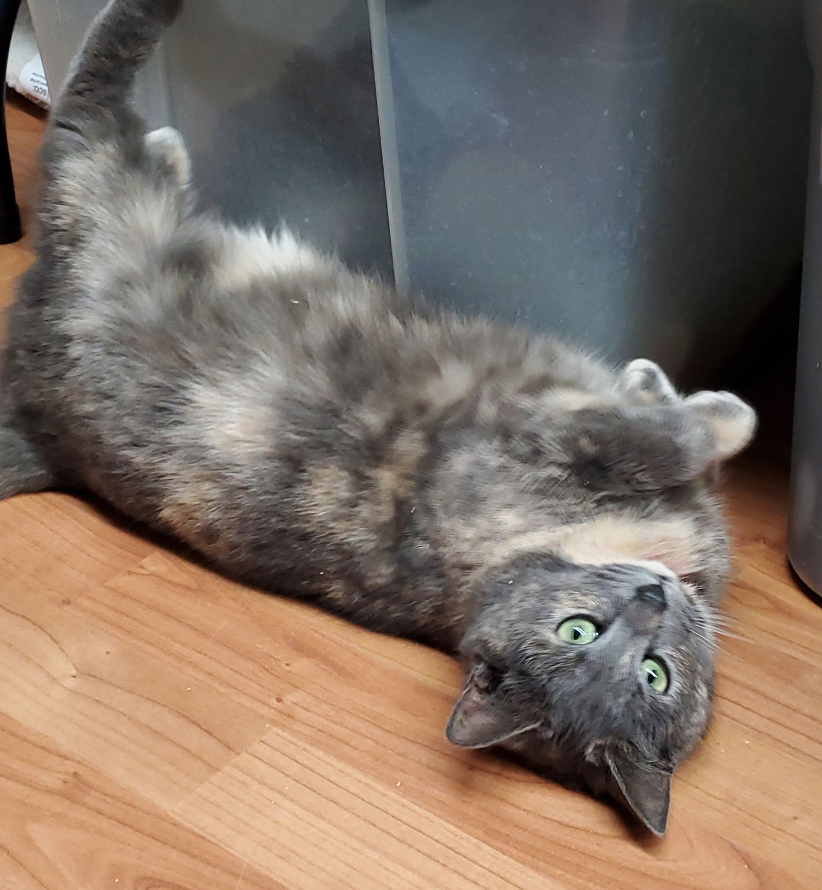 RENEE - Dilute Tortoiseshell available for adoption