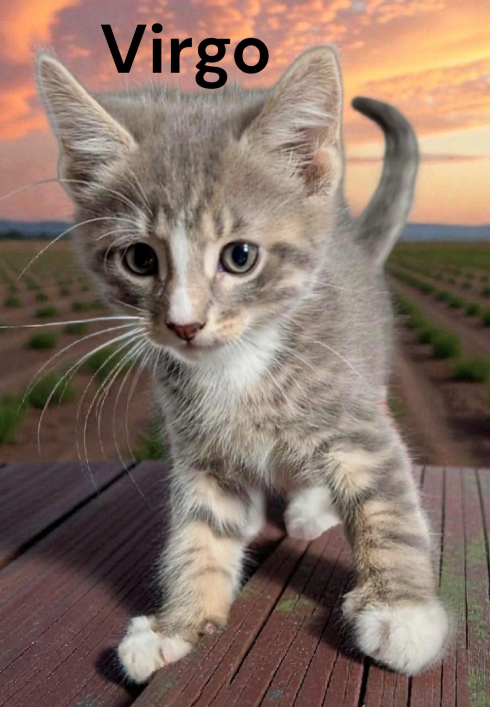 VIRGO - Tabby available for adoption