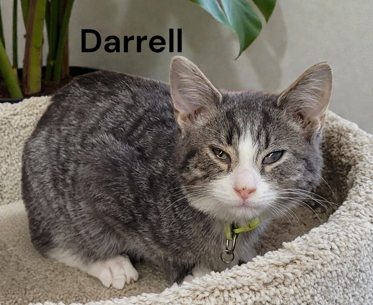DARRELL - Tabby available for adoption