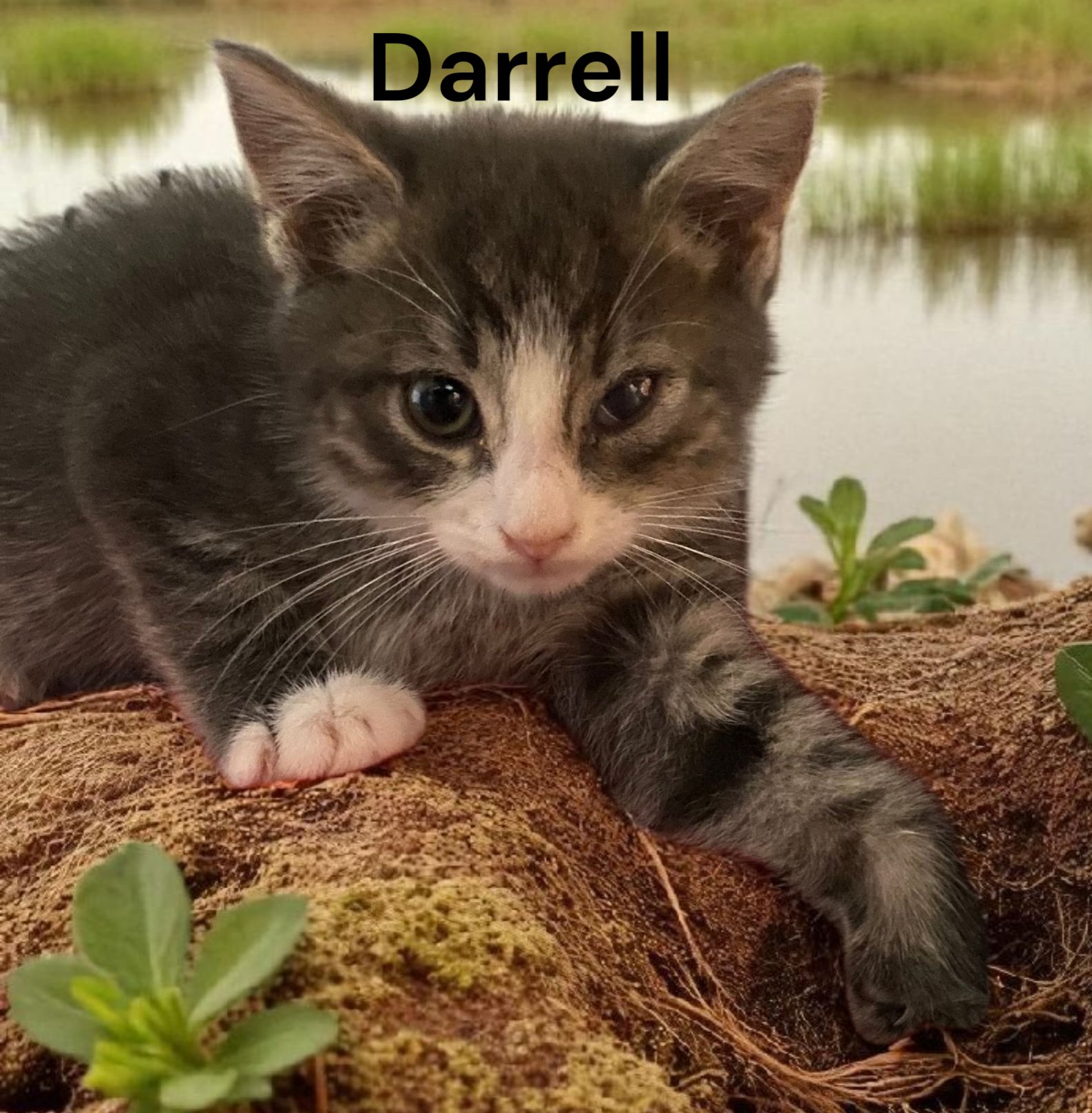 DARRELL - Tabby available for adoption