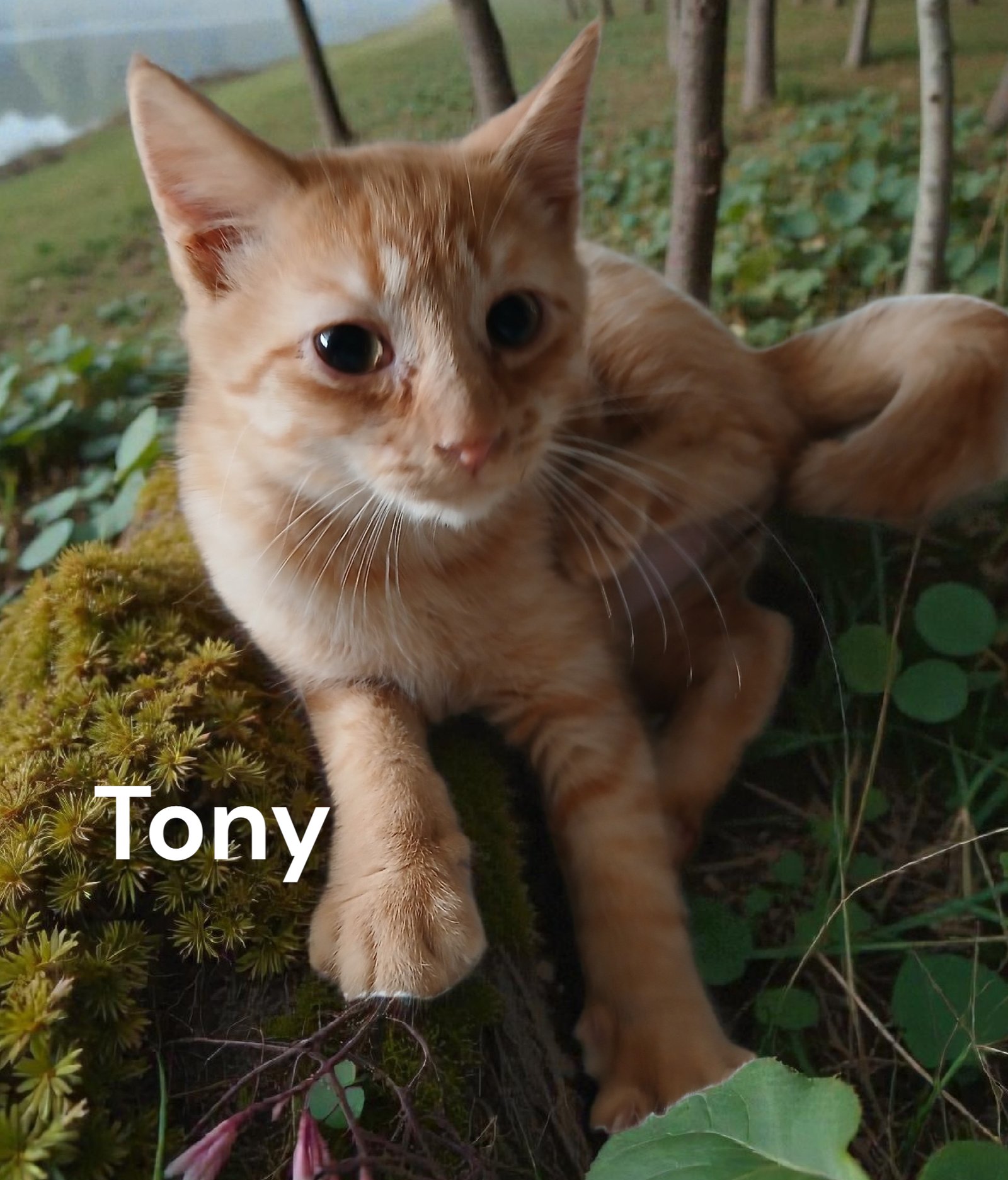 TONY - Tabby available for adoption