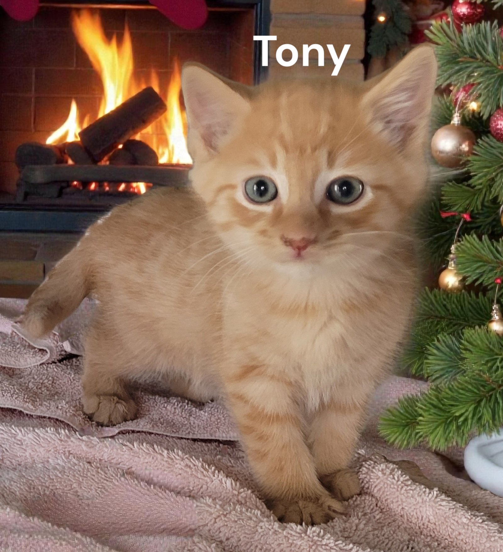 TONY - Tabby available for adoption