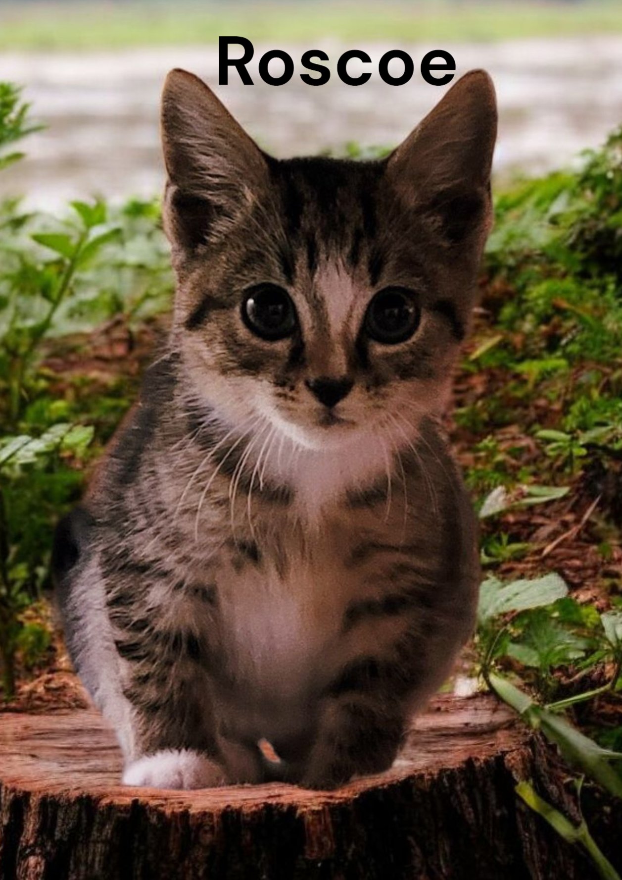 ROSCOE - Tabby available for adoption