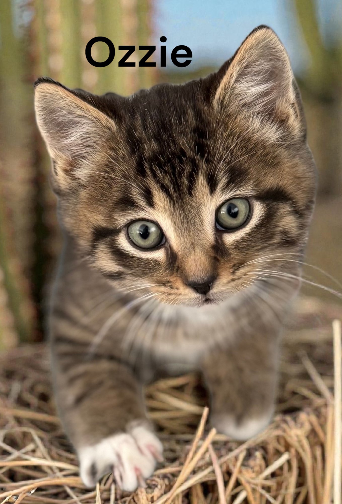 OZZIE - Tabby available for adoption