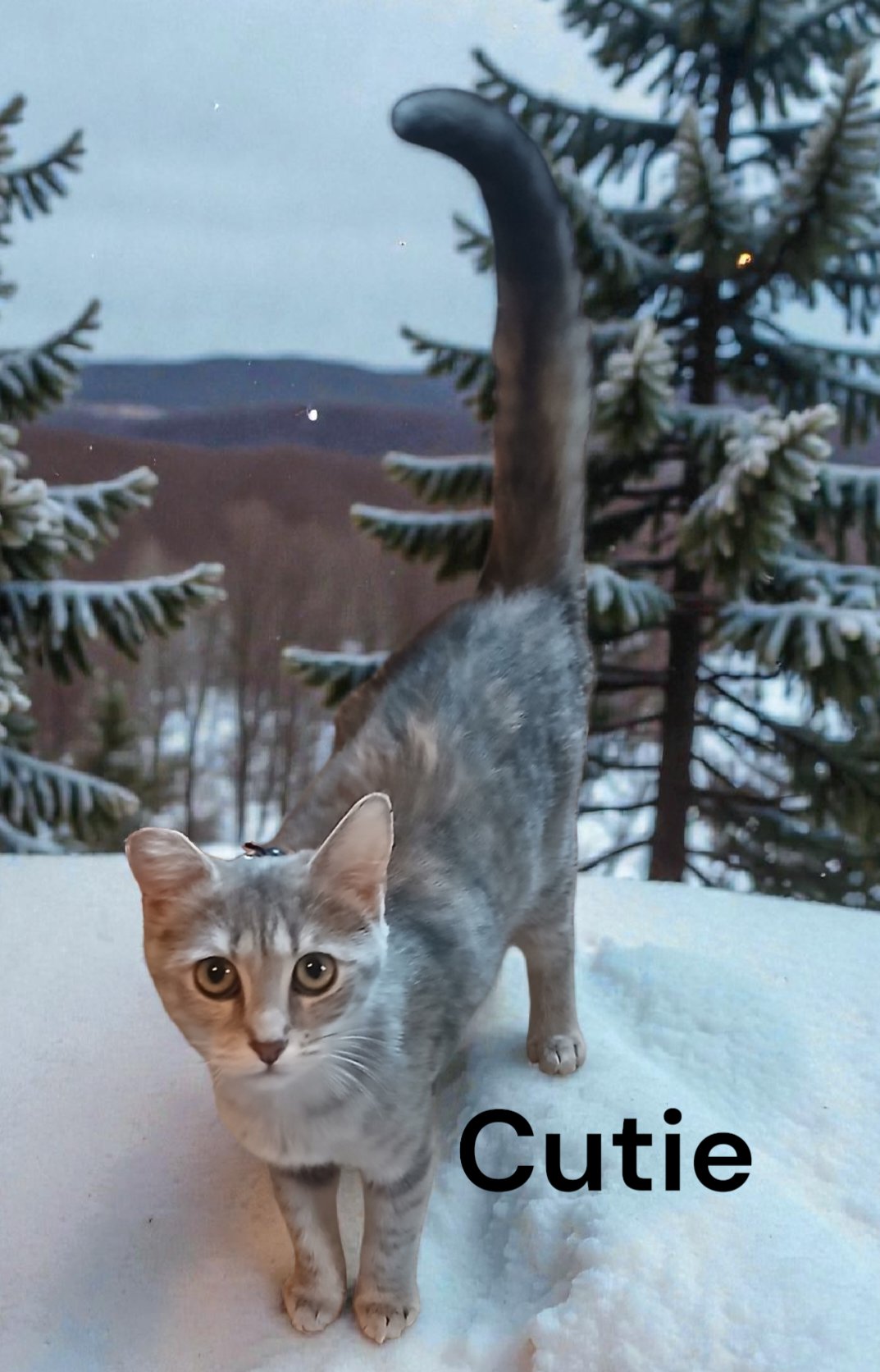 CUTIE - Dilute Tortoiseshell available for adoption