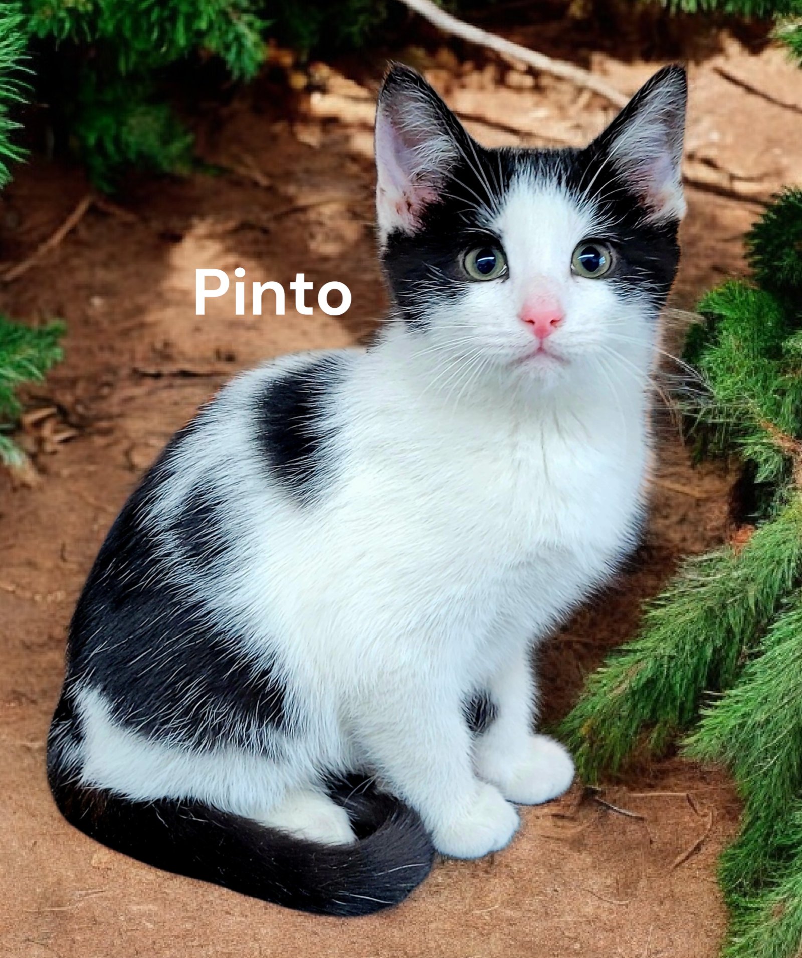 PINTO - Domestic Short Hair available for adoption