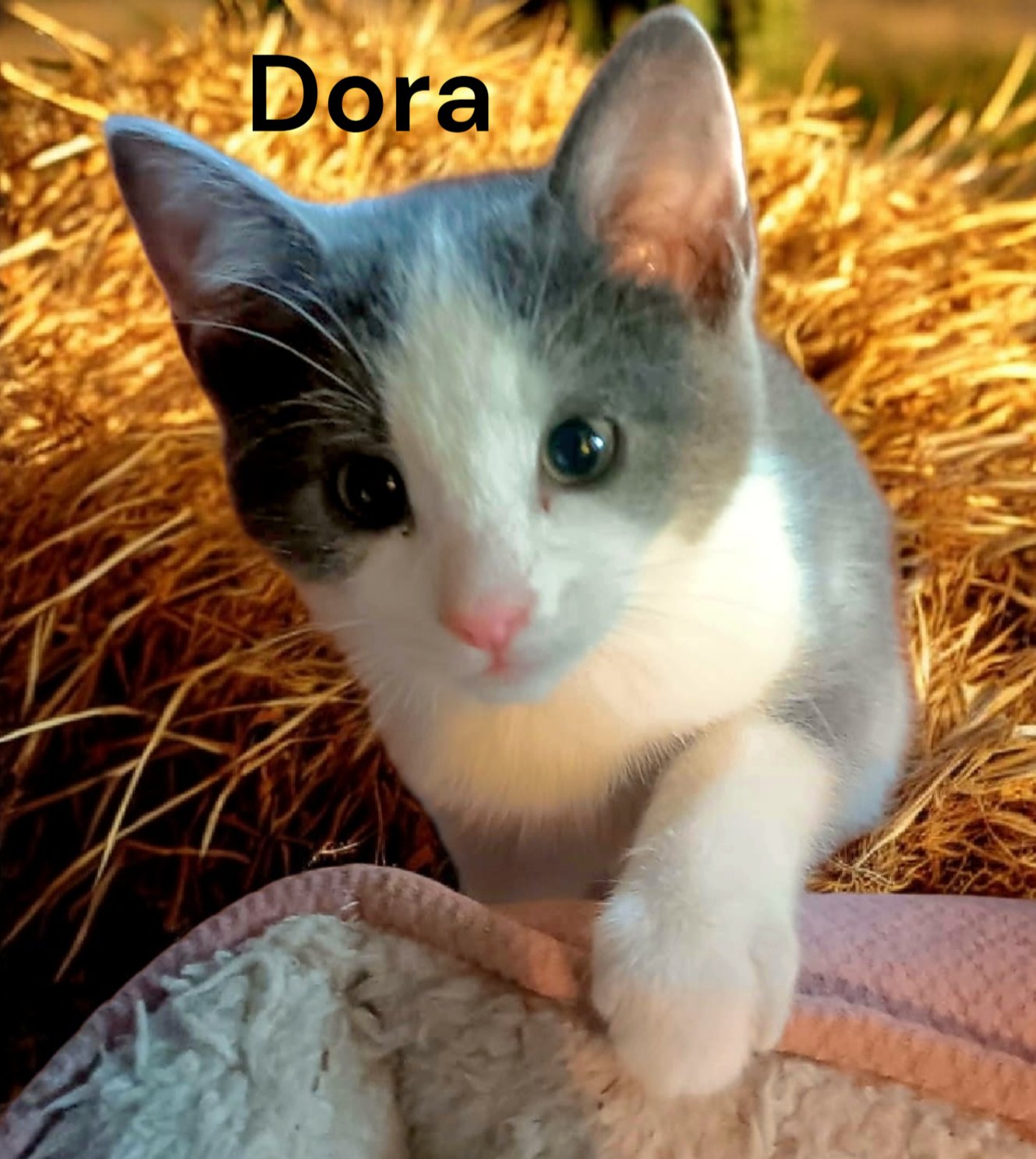 DORA - Domestic Short Hair available for adoption