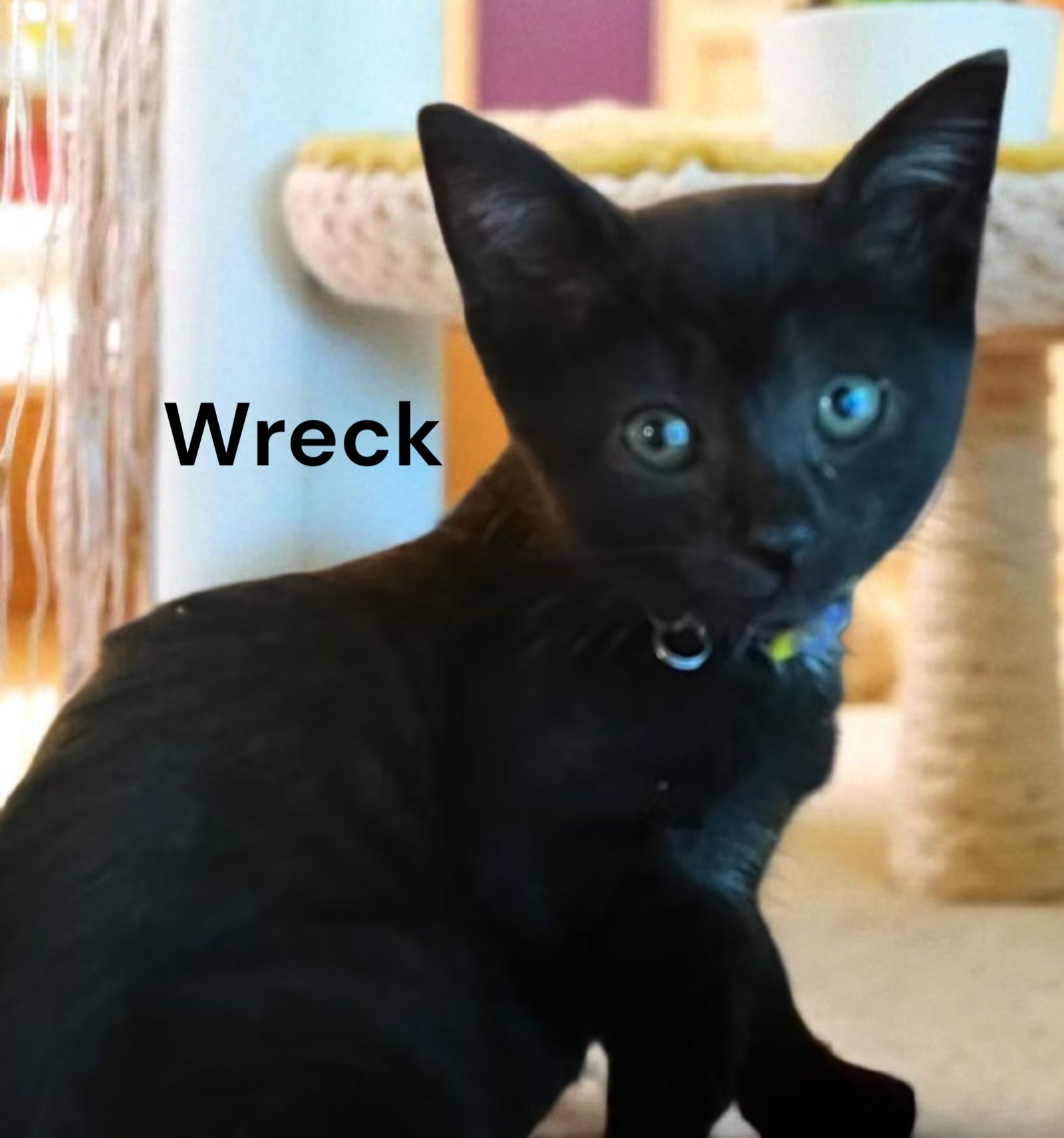 BATMAN - Domestic Short Hair available for adoption