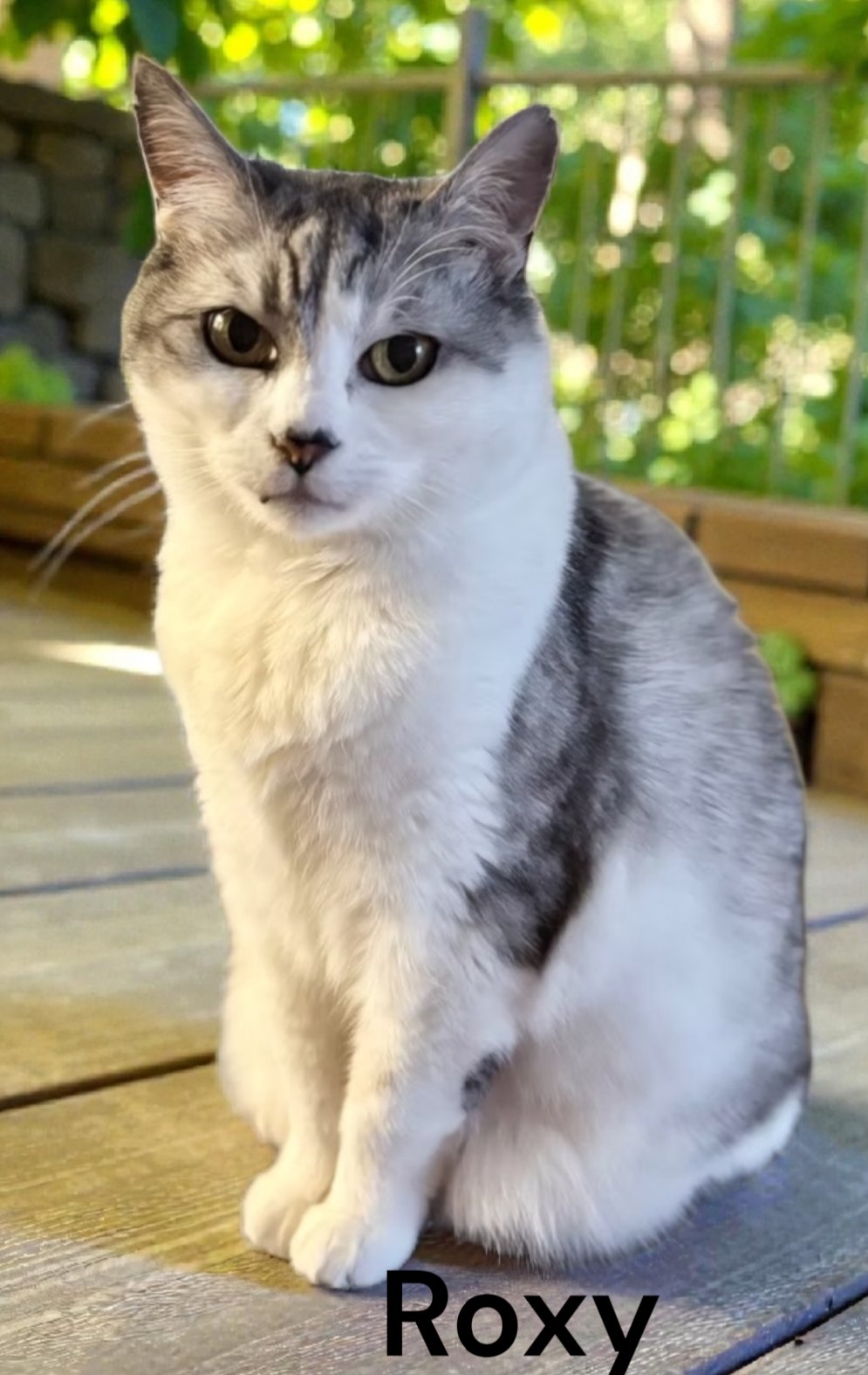 ROXY - Domestic Short Hair available for adoption