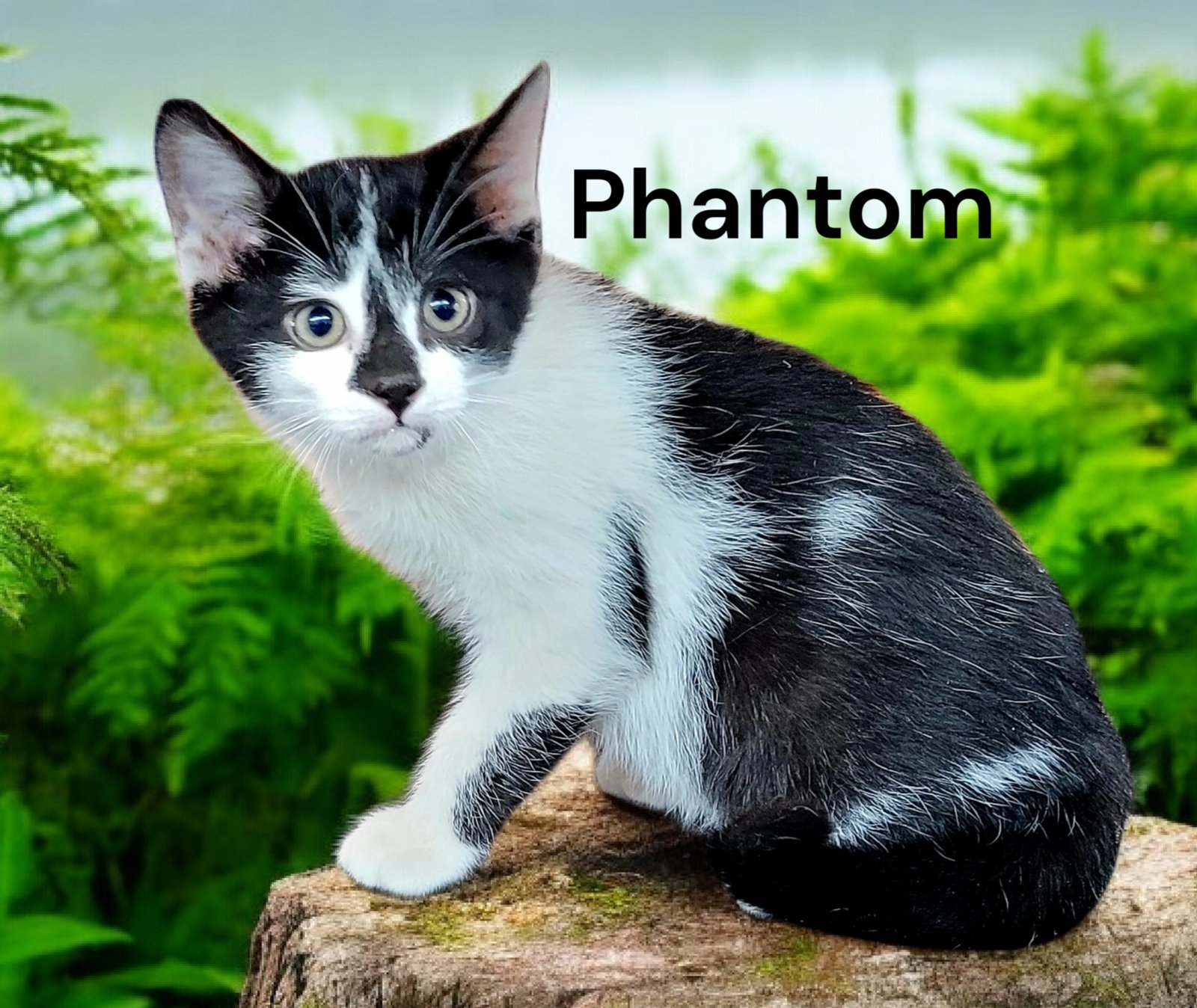 PHANTOM - Domestic Short Hair available for adoption