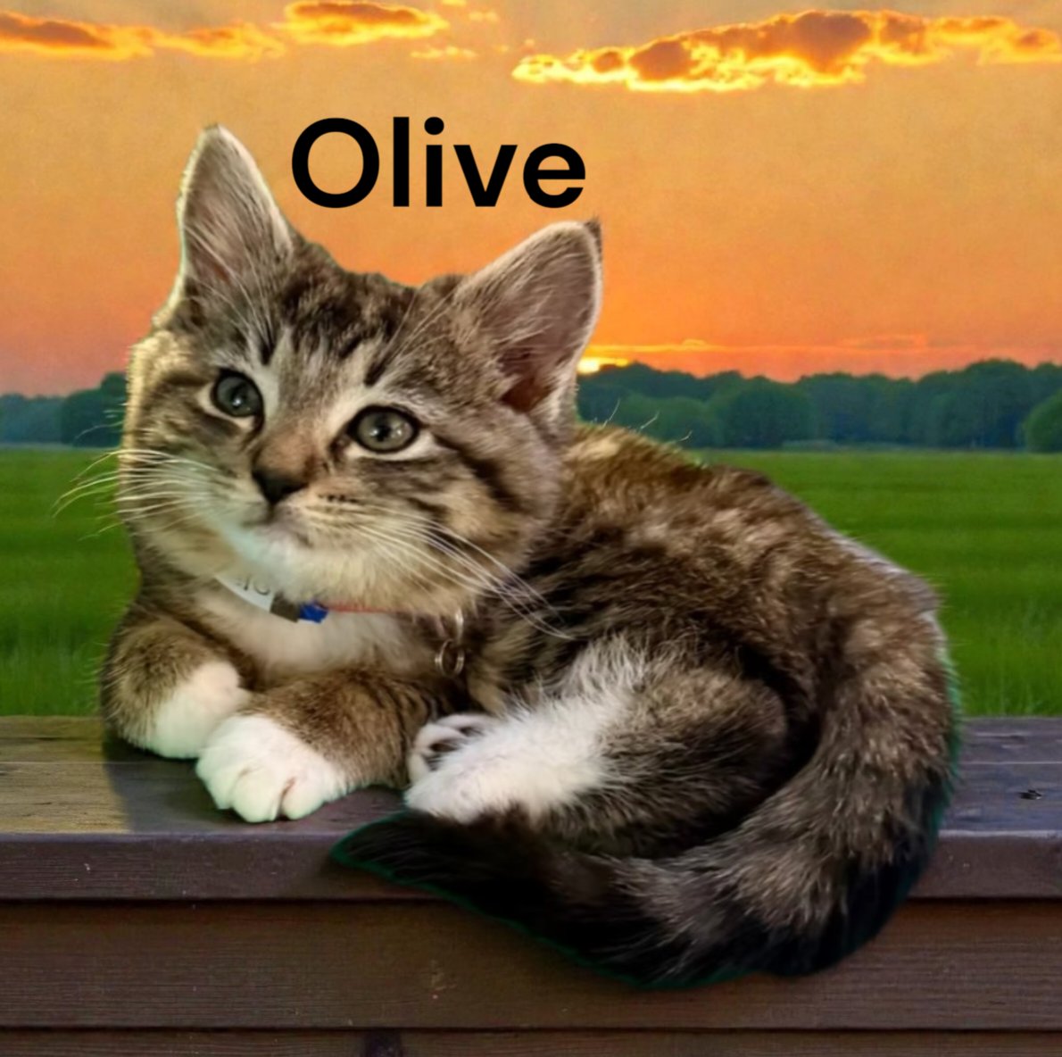 OLIVE - Tabby available for adoption