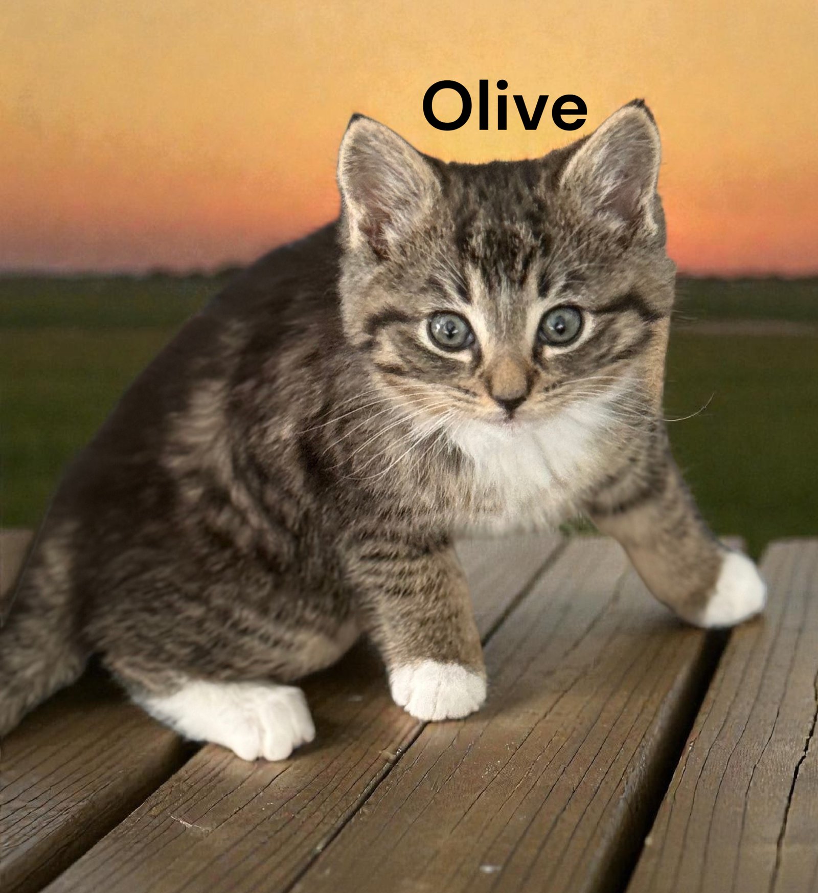 OLIVE - Tabby available for adoption