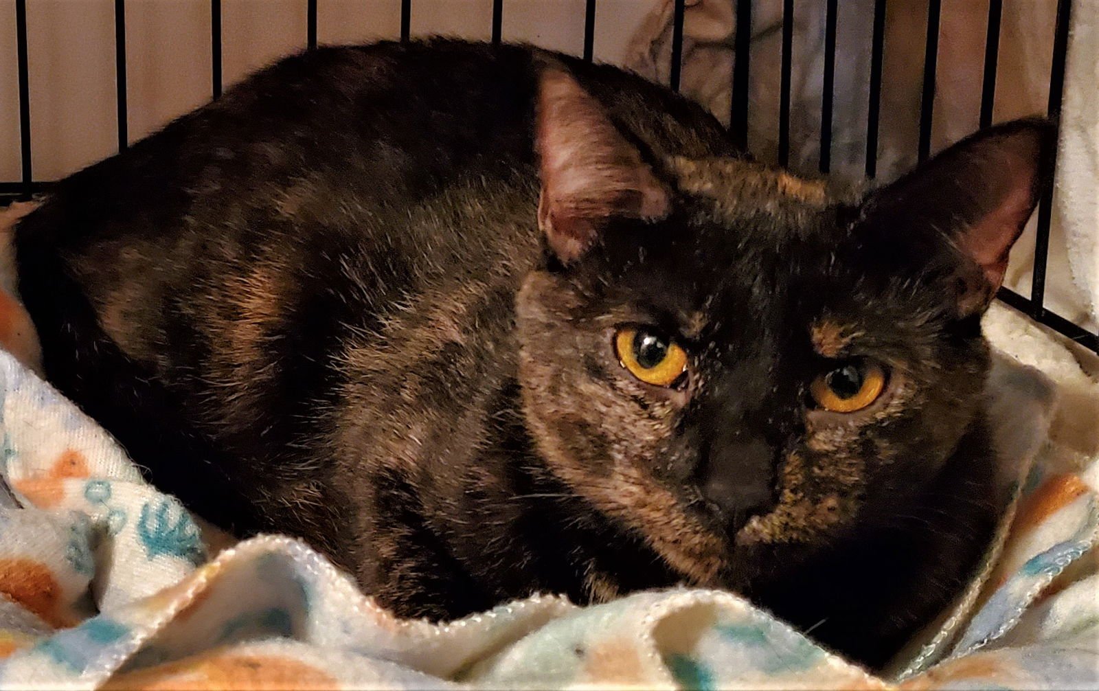 RHETT/VALERIE - Tortoiseshell available for adoption