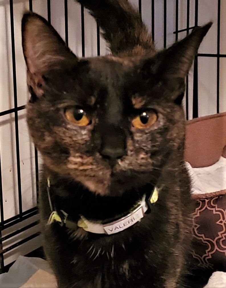 RHETT/VALERIE - Tortoiseshell available for adoption