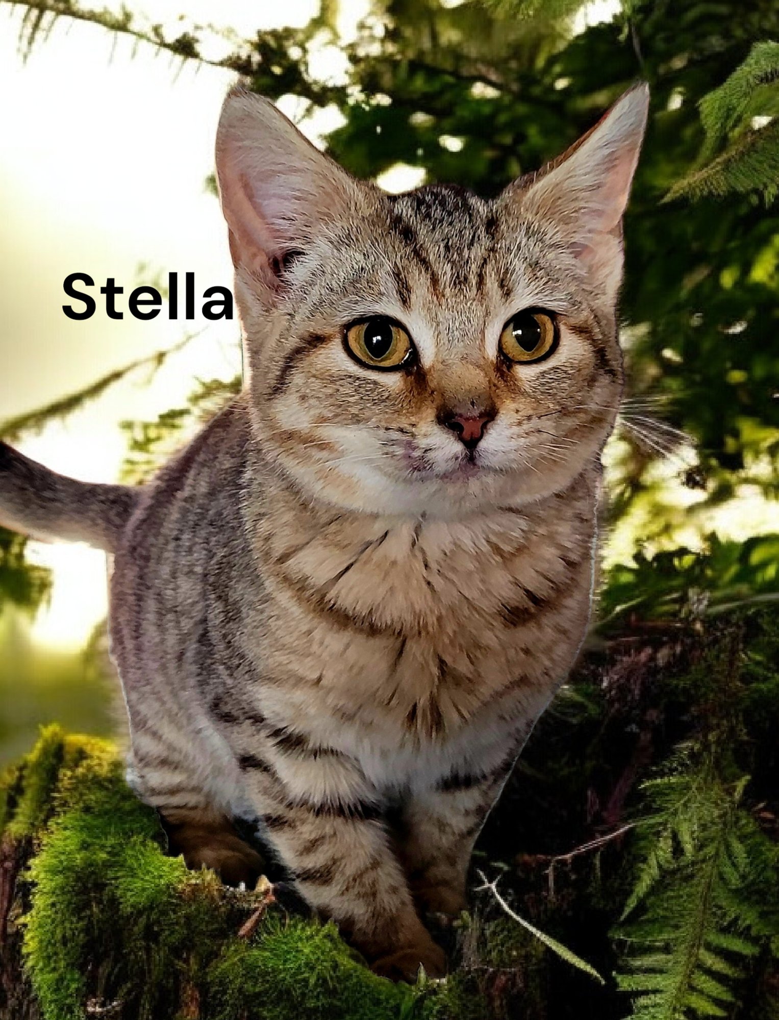 STELLA - Tabby available for adoption