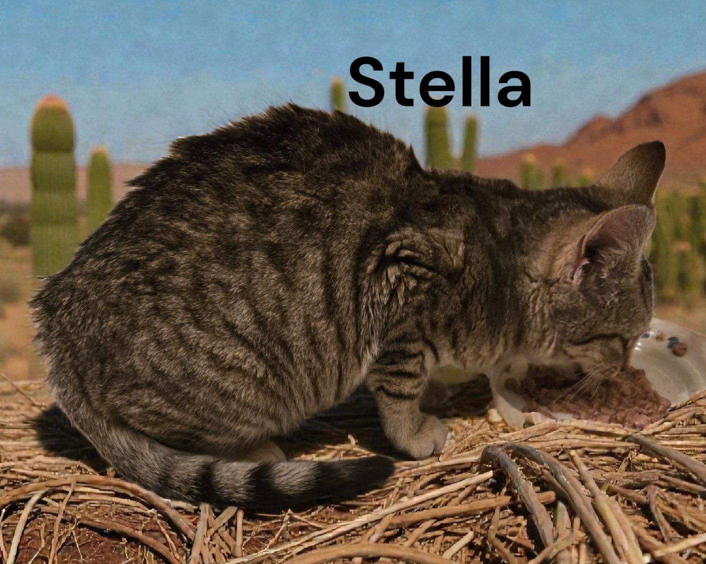 STELLA - Tabby available for adoption