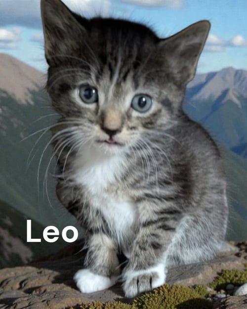 LEO - Tabby available for adoption