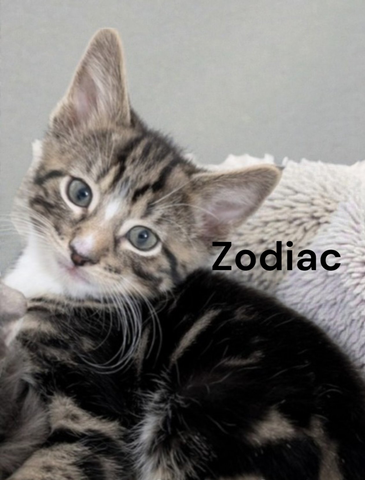 ZODIAC - Tabby available for adoption
