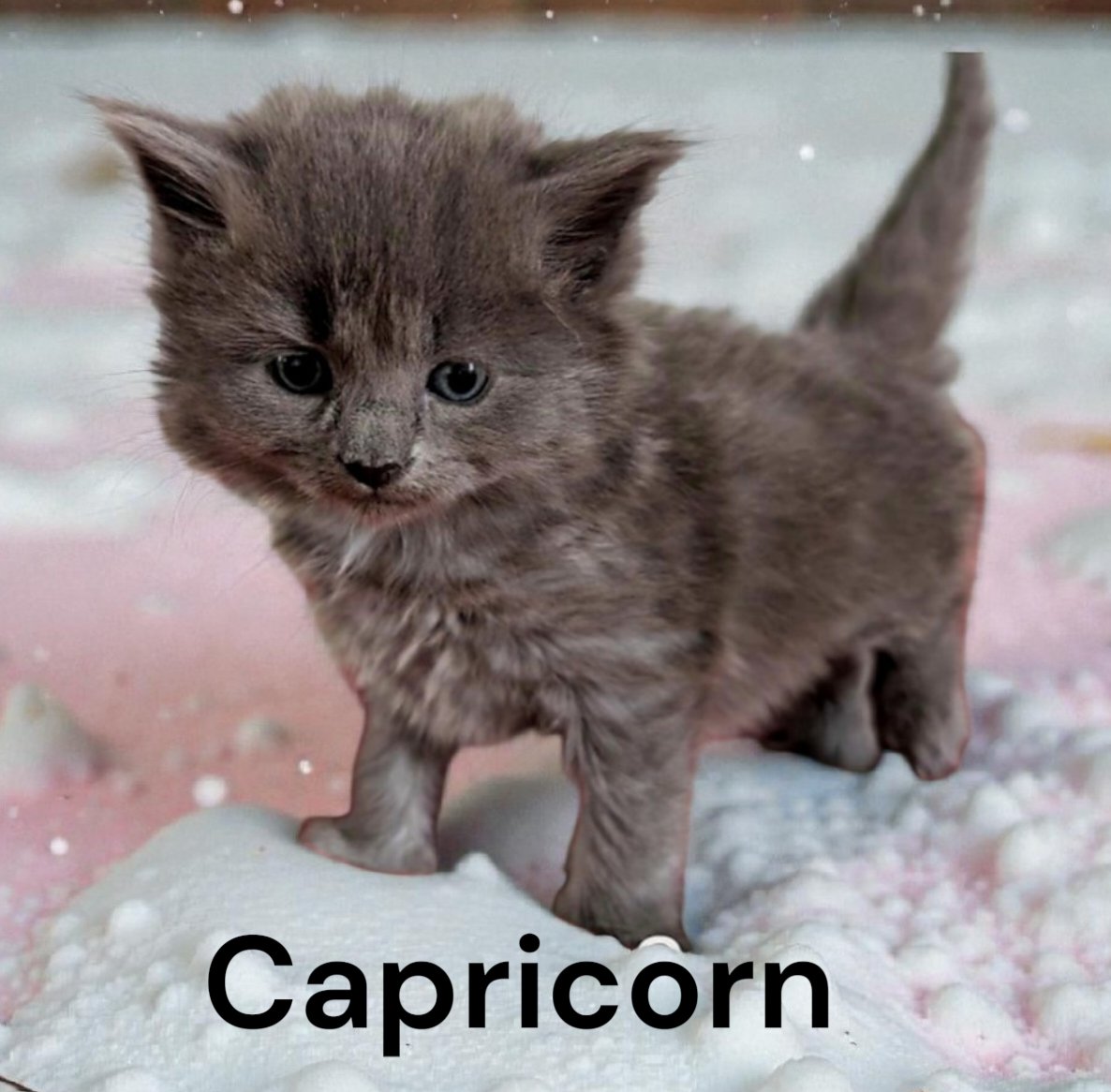 CAPRICORN - Domestic Medium Hair available for adoption