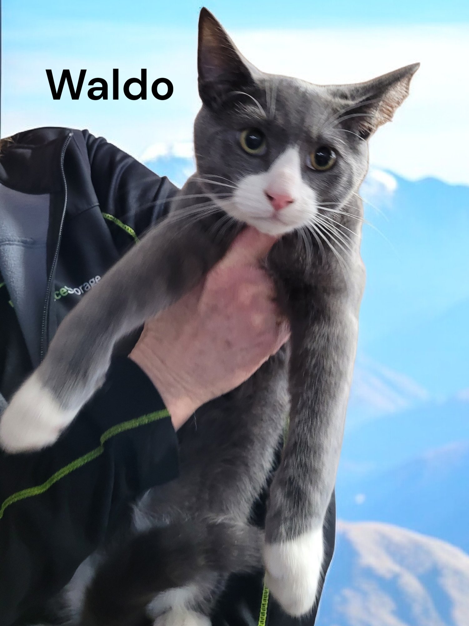 WALDO - Domestic Short Hair available for adoption