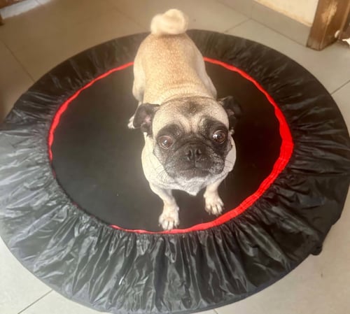 DALU - Pug available for adoption