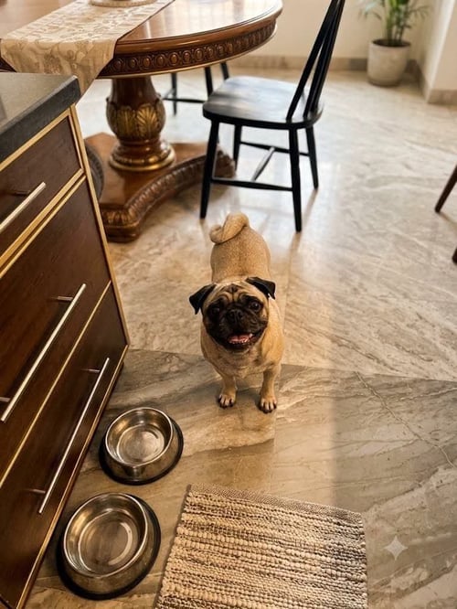 DALU - Pug for adoption in Escondido