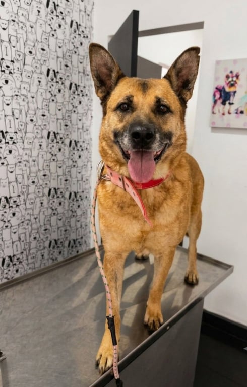 Sophie Image