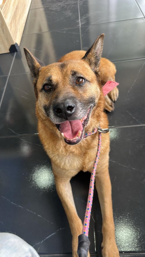 SOPHIE - Shepherd available for adoption