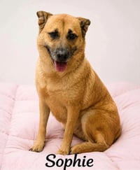 Sophie - Photo 3