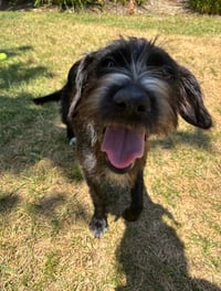Molly - Photo 2