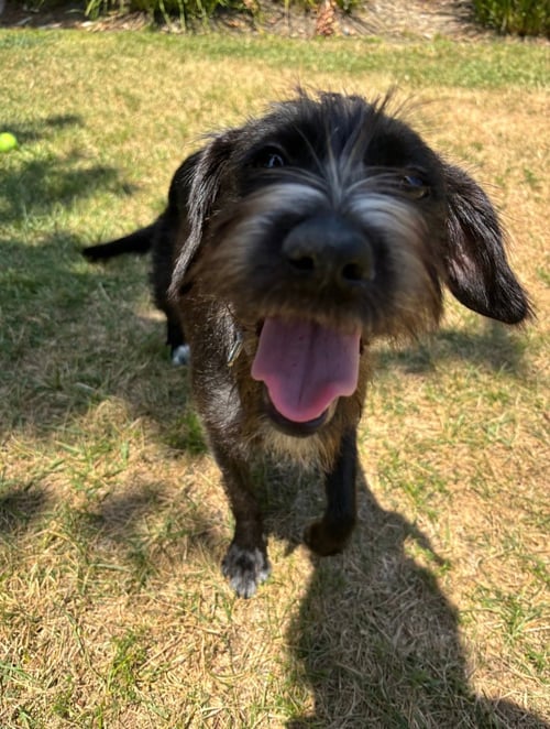 MOLLY - Schnauzer / Tibetan Terrier available for adoption
