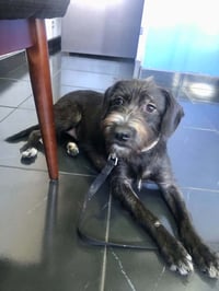 Molly - Photo 6