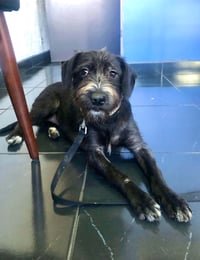 Molly - Photo 8