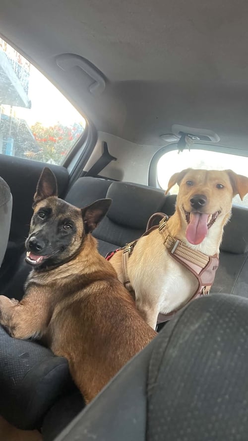 SHEBA - Belgian Shepherd Malinois available for adoption