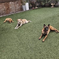Sheba - Photo 7