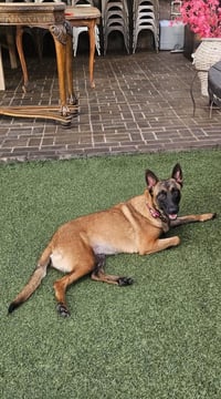 Sheba - Photo 1