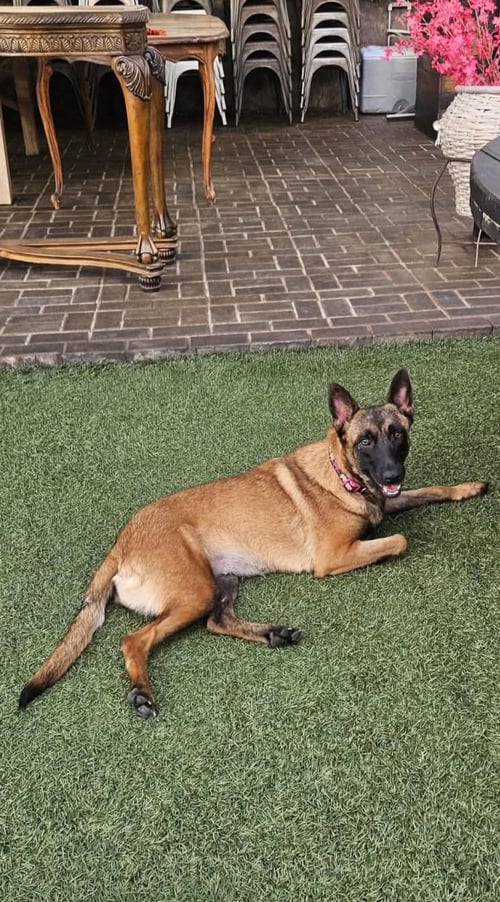SHEBA - Belgian Shepherd Malinois for adoption in Escondido