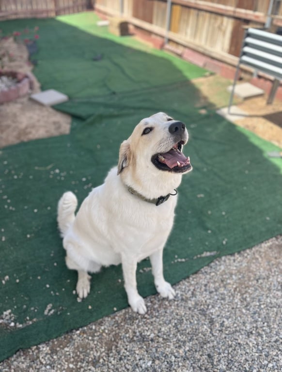 Jenny Image
