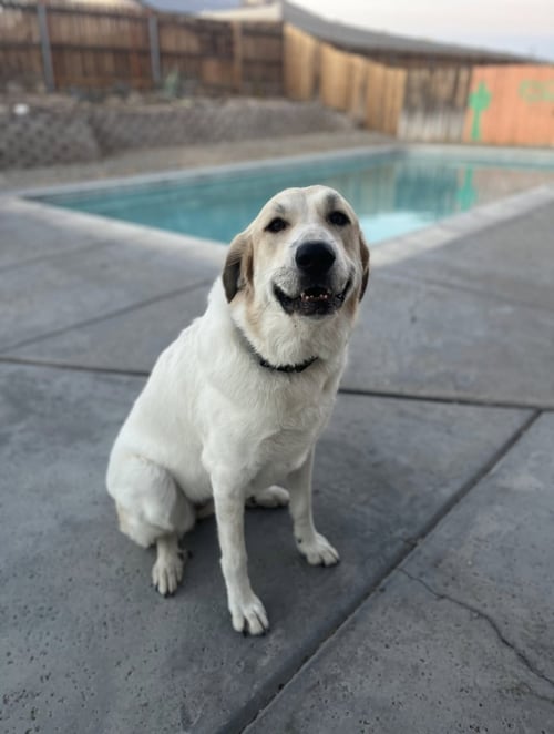 JENNY - Anatolian Shepherd / Great Pyrenees available for adoption