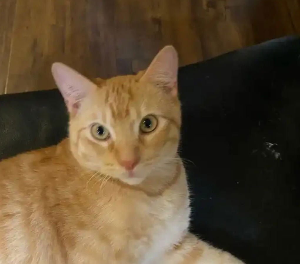 ROMEO - Tabby available for adoption