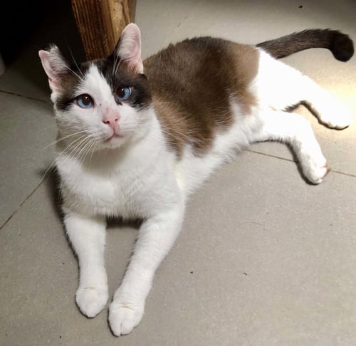 SKYE - Siamese for adoption in Escondido