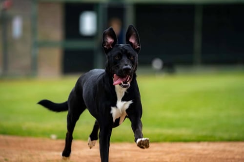 BLUEBELL - German Shepherd Dog available for adoption