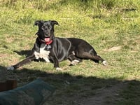 Bluebell - Photo 12