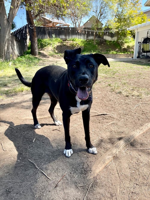 BLUEBELL - German Shepherd Dog for adoption in Escondido