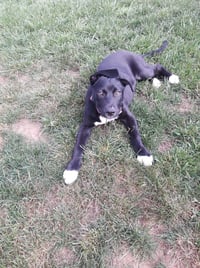 Bluebell - Photo 20
